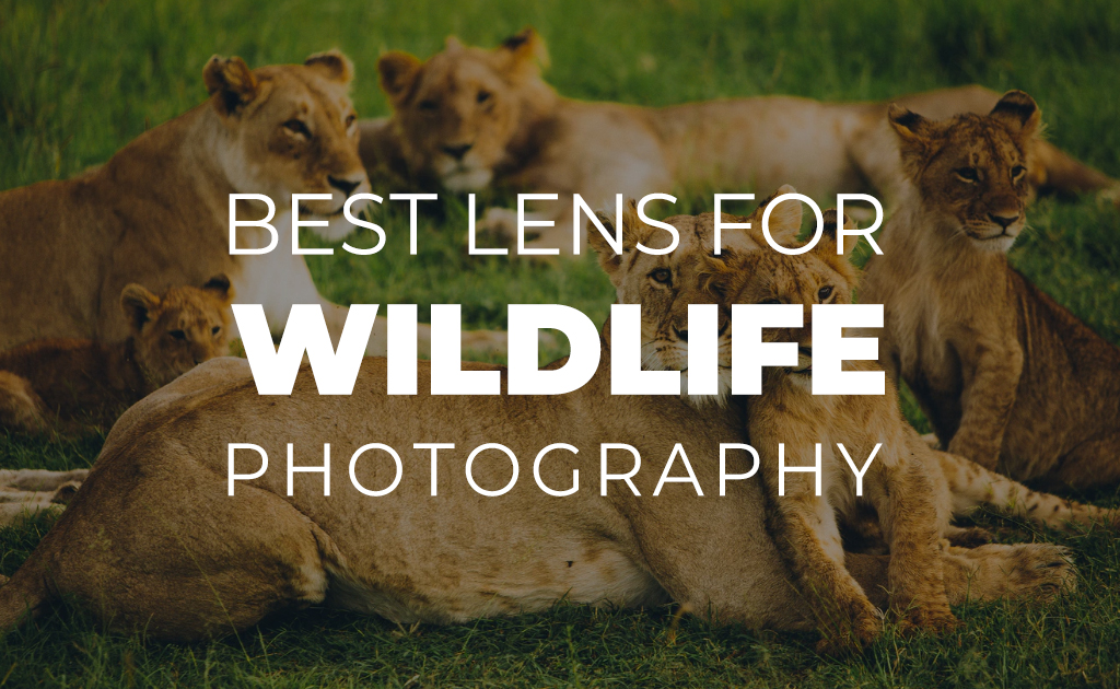 Best Lens For Wildlife Photography - BuyDig.com Blog